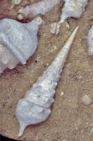 Cerithium giganteum (ou Campanile giganteum, Lutétien)